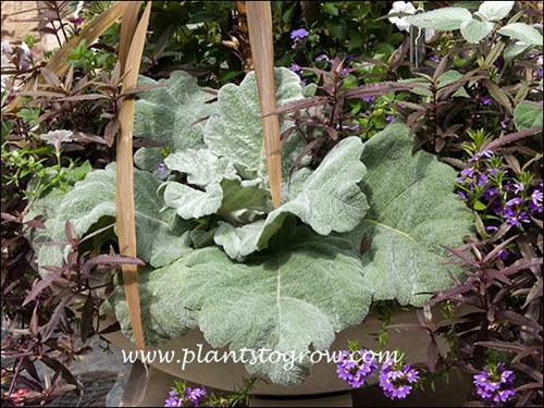 Silver Sage (Salvia argentea)
rosette of woolly leaves
